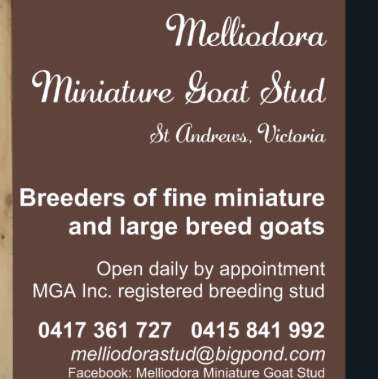Photo: Melliodora Miniature Goat Stud